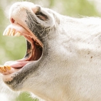 CAV-Gaehnen-Aufmacher-169FullWidth-107fffbe-1452821