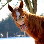 Lachendes-Pferd-Fotolia_Kopie