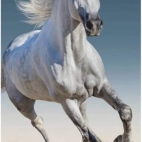 5199BTU1oKL._AC_SL1500_