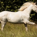 WOW-Pferd-Magic-Joys-Aurora-2-600x400