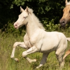 WOW-Pferd-Magic-Joys-Bijou-3-600x400