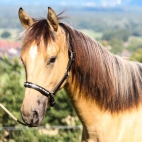 Falbstute-Spanisches-Sportpferd-1-e1658408272565-829x1024