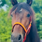 PRE-Stute-Descarada-Capitan-10-e1658414626472-675x1024