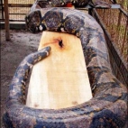 Najdłuższy na świecie wąż