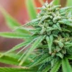 d6f91435e024d78633f20bea0672c7320227fa12706f42ede8539f59dd22975c