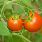 iStock_000000779142XSmall_Tomate