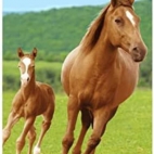 414PrMUDufL._AC_SY580_