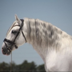 WOW_Pferd_Puskas_de_Susaeta-1-e1652274667752-600x439