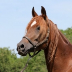 Amir7.6.15_20102-600x400