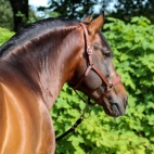 Intimo-RAM-IV-11-600x400