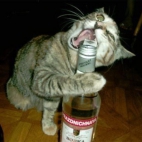 07382e6e3c302bc16424a60e91525b04_900