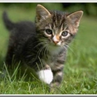 87aea80db245cc9231f489fbf7ea319a_900