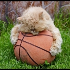 176f2f1eec40c6522b320cfe1cedcad5_900