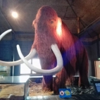 solec kujawski mamut