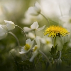 100 Beautiful Ultra HD 4K Wallpapers Pack-15 (46)
