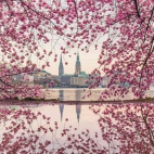 KirschblueteHamburg_1920x1080