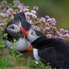 KissingPuffins