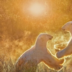 ManitobaBears_1920x1080