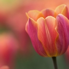 OttawaTulip_1920x1080