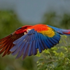 ParrotDay_1920x1080