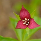 RedTrillium_1920x1080