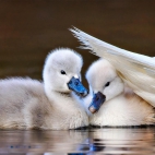 MuteSwan_1920x1080