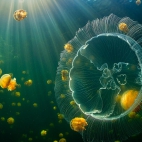 MoonJellyDay