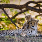 MotherCheetah
