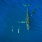 WhalesDolphins_1920x1080