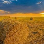WheatField