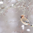 BohemianWaxwing_1920x1080