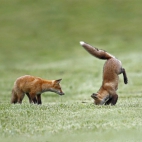 FoxSkills_1920x1080