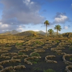 LaGeriaVineyard