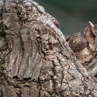 OldOwl2022