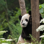 PandaDay_1920x1080