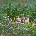 PawneeOwls_1920x1080