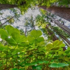 Shamrocks_1920x1080