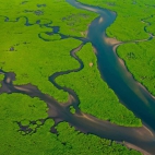 AmazonMangroves