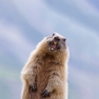 GHDMarmot_1920x1080