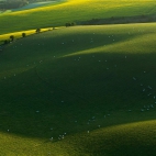 SouthDownsSheep_1920x1080