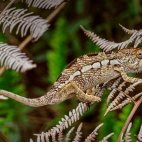 PantherChameleon