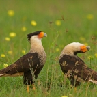 NorthernCaracara_1920x1080