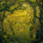 FiordlandRainforest