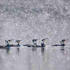 GreatCormorants_1920x1080