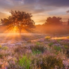 MehlingerHeide