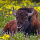 YellowstoneBison