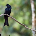 DrongoBird