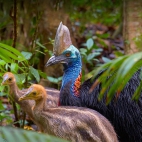 Cassowary_1920x1080