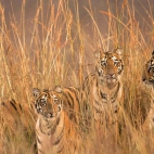 FourTigresses