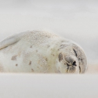 JonesBeachHarpSeal